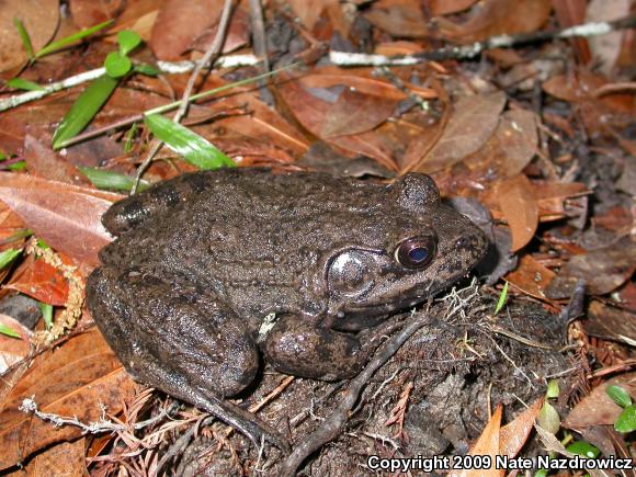 River Frog (Lithobates heckscheri)