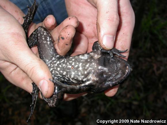 River Frog (Lithobates heckscheri)