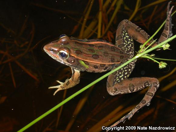 Southern Leopard Frog (Lithobates sphenocephalus)