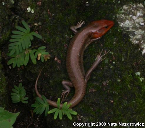 Broadhead Skink (Plestiodon laticeps)