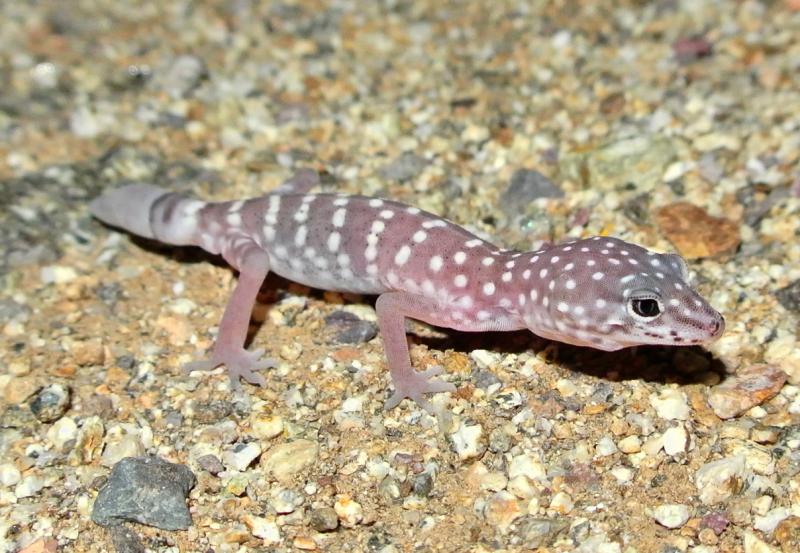 Penninsular Banded Gecko (Coleonyx switaki)