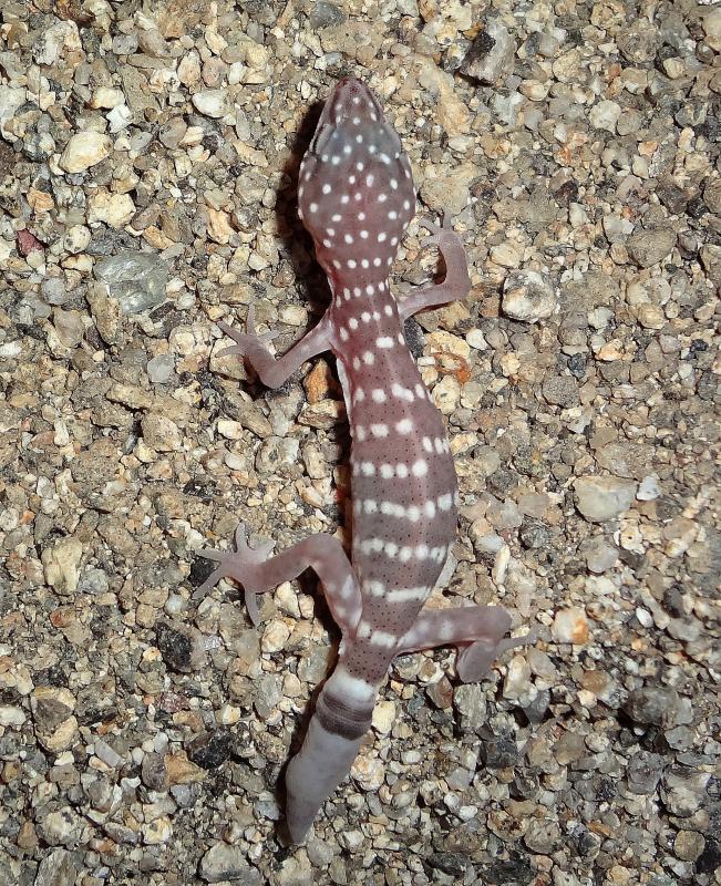 Penninsular Banded Gecko (Coleonyx switaki)