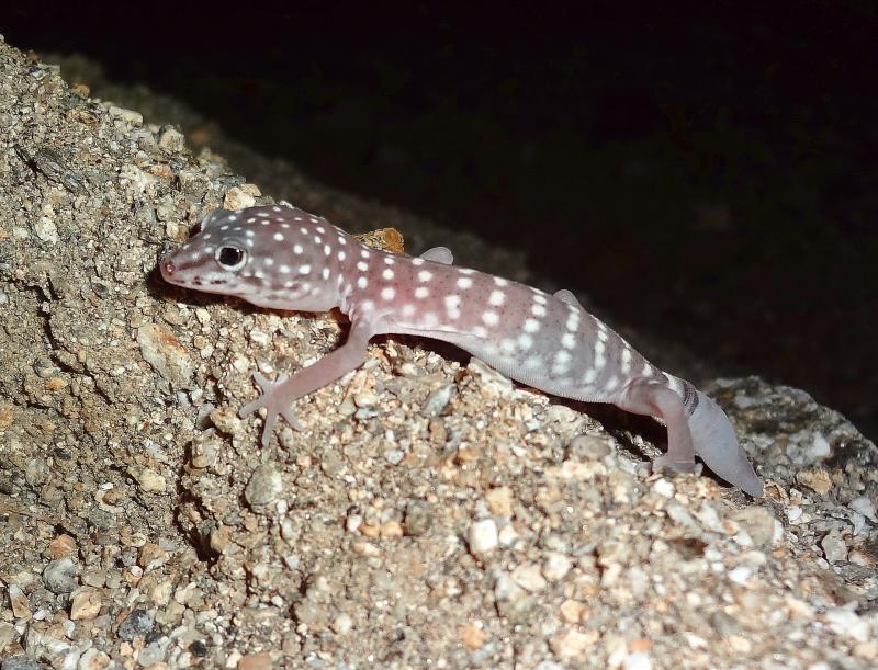 Penninsular Banded Gecko (Coleonyx switaki)