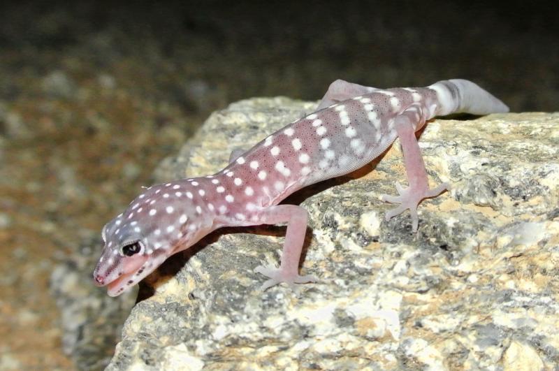 Penninsular Banded Gecko (Coleonyx switaki)