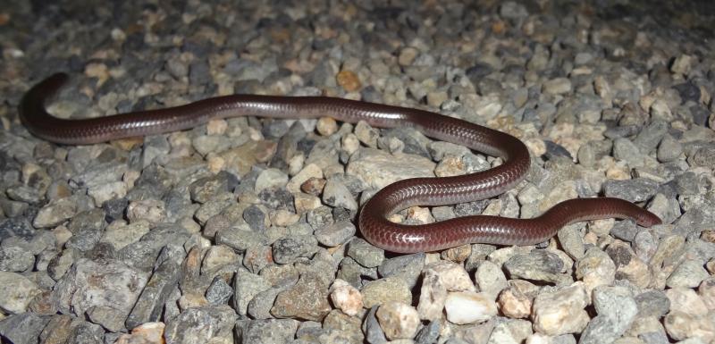 Desert Threadsnake (Leptotyphlops humilis cahuilae)