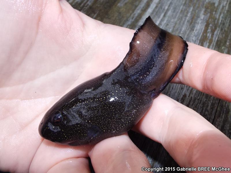 River Frog (Lithobates heckscheri)