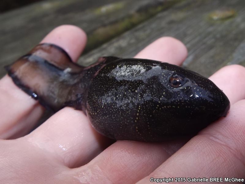 River Frog (Lithobates heckscheri)