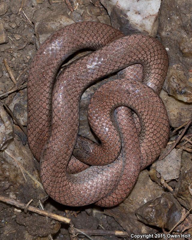 Sharp-tailed Snake (Contia tenuis)