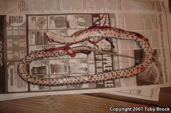 Southern Plains Rat Snake (Pantherophis emoryi meahllmorum)
