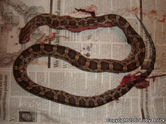 Southern Plains Rat Snake (Pantherophis emoryi meahllmorum)