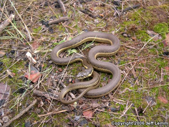 Two-striped Gartersnake (Thamnophis hammondii)