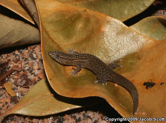 Florida Reef Gecko (Sphaerodactylus notatus notatus)