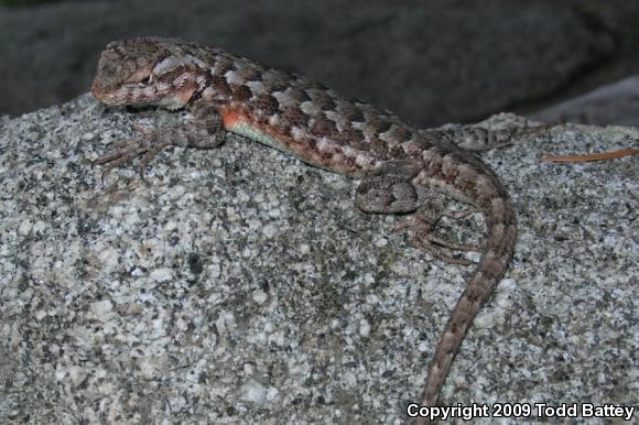 Southern Sagebrush Lizard (Sceloporus graciosus vandenburgianus)