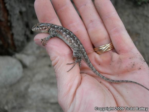 Southern Sagebrush Lizard (Sceloporus graciosus vandenburgianus)