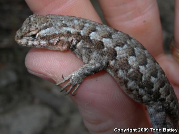 Southern Sagebrush Lizard (Sceloporus graciosus vandenburgianus)