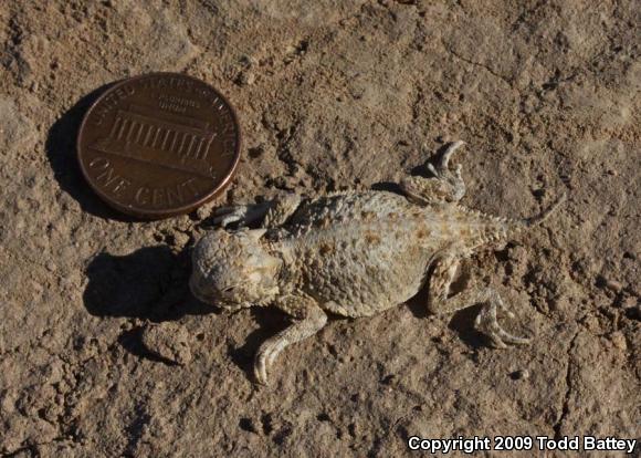 Southern Desert Horned Lizard (Phrynosoma platyrhinos calidiarum)