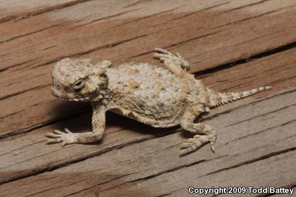 Southern Desert Horned Lizard (Phrynosoma platyrhinos calidiarum)