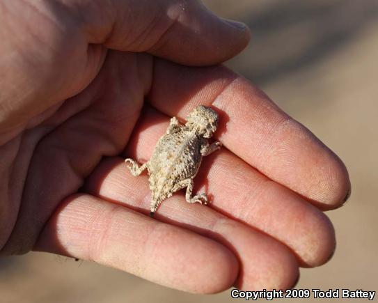 Southern Desert Horned Lizard (Phrynosoma platyrhinos calidiarum)