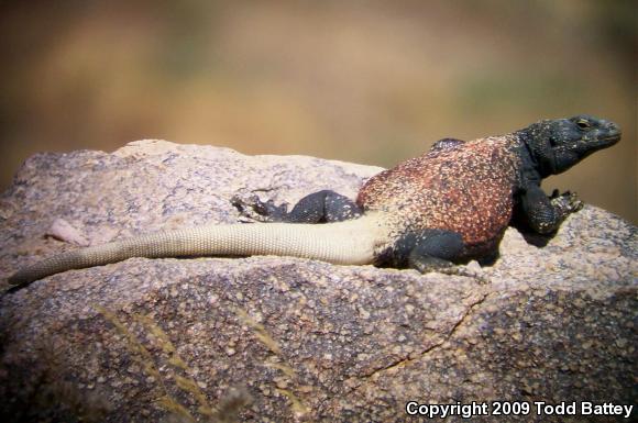 Western Chuckwalla (Sauromalus ater obesus)