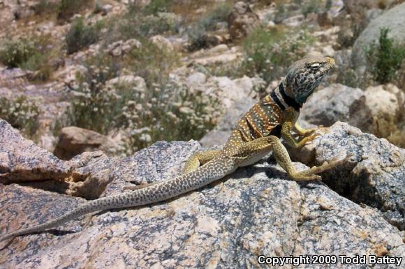 Great Basin Collared Lizard (Crotaphytus bicinctores)