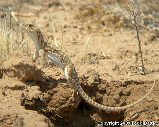 Bluntnose Leopard Lizard (Gambelia sila)