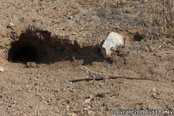 Bluntnose Leopard Lizard (Gambelia sila)