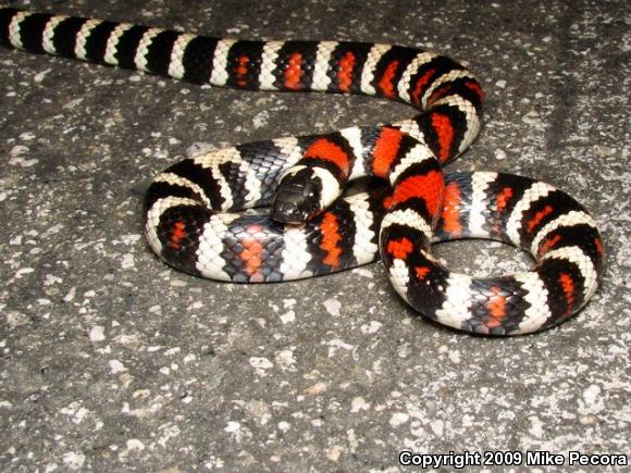 San Bernardino Mountain Kingsnake (Lampropeltis zonata parvirubra)