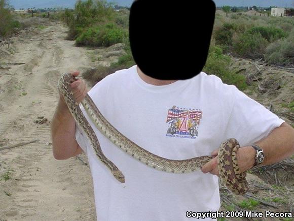 Sonoran Gopher Snake (Pituophis catenifer affinis)