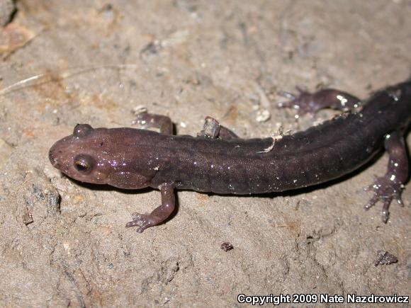 Allegheny Mountain Dusky Salamander (Desmognathus ochrophaeus)