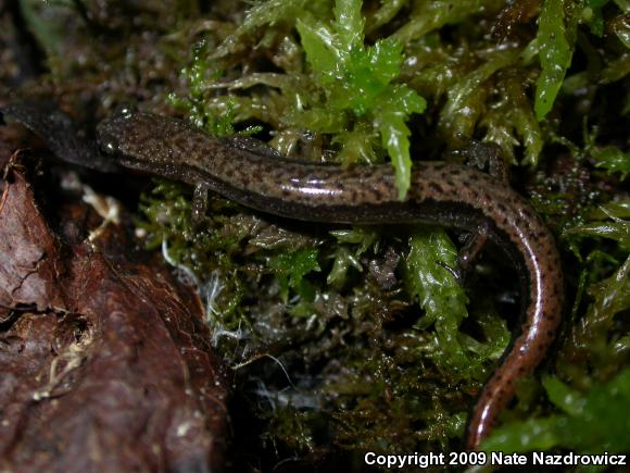 Dwarf Salamander (Eurycea quadridigitata)