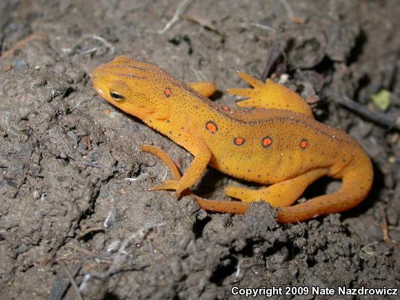 Red-Spotted Newt (Notophthalmus viridescens viridescens)