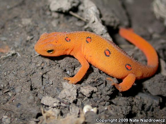 Red-Spotted Newt (Notophthalmus viridescens viridescens)