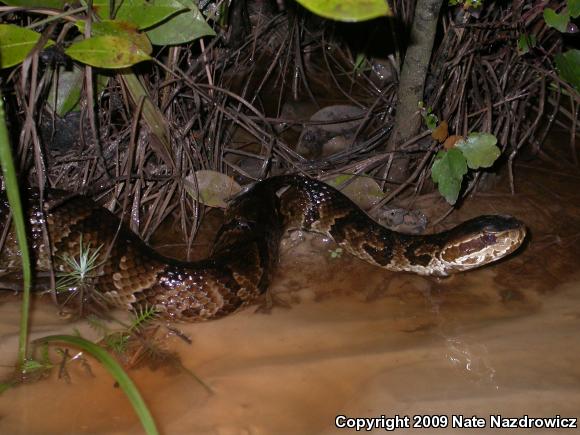 Florida Cottonmouth (Agkistrodon piscivorus conanti)