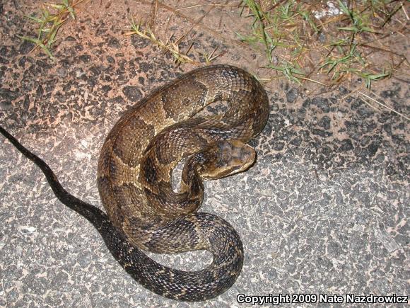 Florida Cottonmouth (Agkistrodon piscivorus conanti)