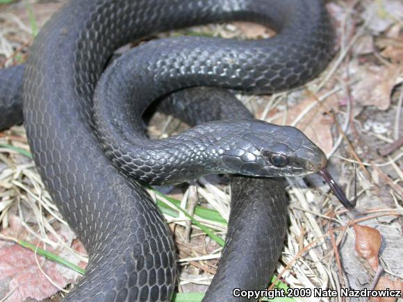 Southern Black Racer (Coluber constrictor priapus)