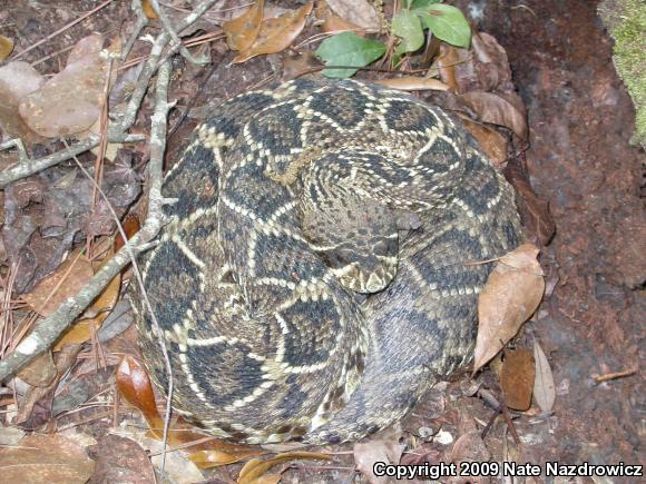 Eastern Diamond-backed Rattlesnake (Crotalus adamanteus)