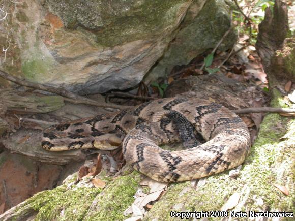 Timber Rattlesnake (Crotalus horridus)