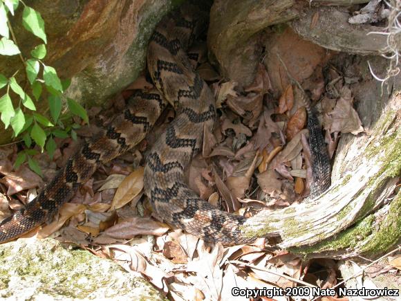 Timber Rattlesnake (Crotalus horridus)