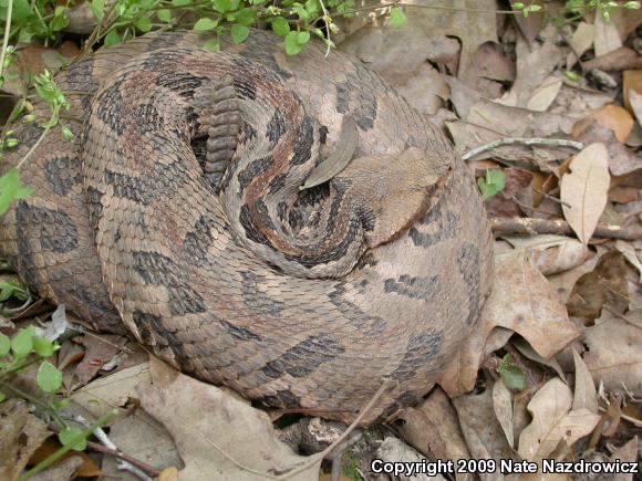 Timber Rattlesnake (Crotalus horridus)