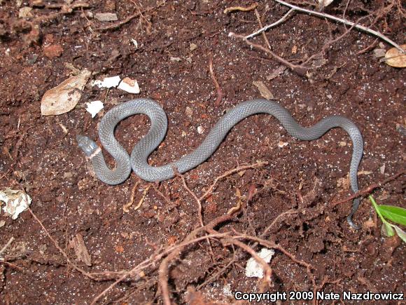 Southern Ring-necked Snake (Diadophis punctatus punctatus)