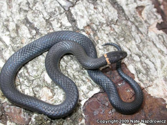 Southern Ring-necked Snake (Diadophis punctatus punctatus)