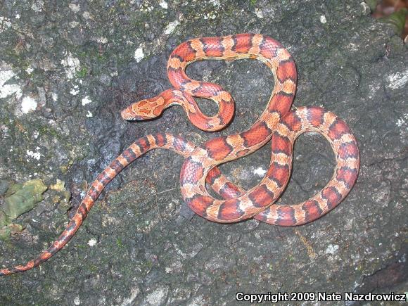 Red Cornsnake (Pantherophis guttatus)