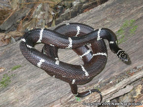 Eastern Kingsnake (Lampropeltis getula getula)