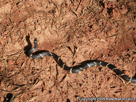 Eastern Kingsnake (Lampropeltis getula getula)