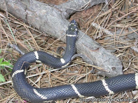 Eastern Kingsnake (Lampropeltis getula getula)