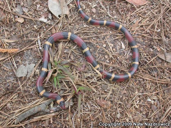 Scarlet Kingsnake (Lampropeltis triangulum elapsoides)