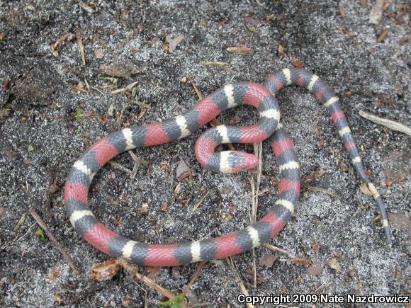 Scarlet Kingsnake (Lampropeltis triangulum elapsoides)