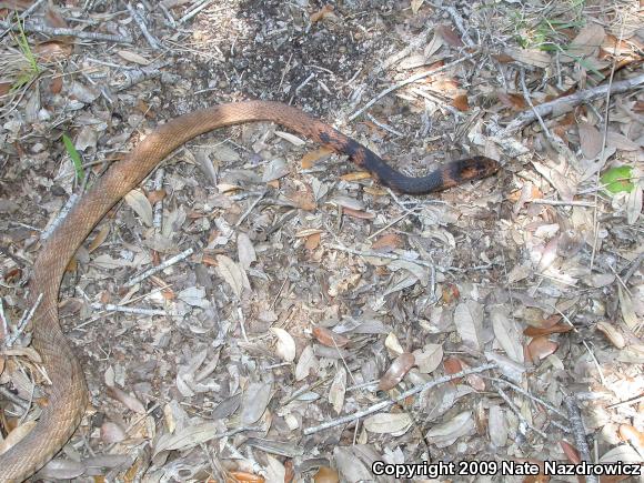 Eastern Coachwhip (Coluber flagellum flagellum)