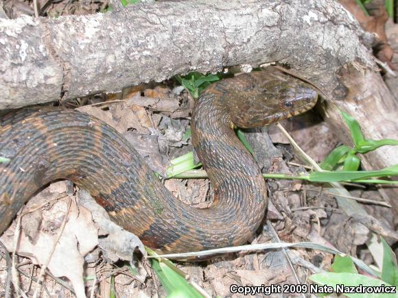 Midland Watersnake (Nerodia sipedon pleuralis)