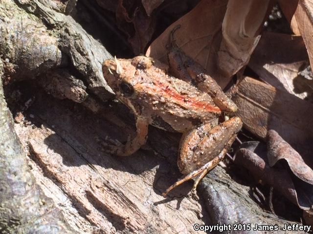 Coastal Plain Cricket Frog (Acris gryllus gryllus)